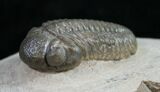 Pedinopariops Trilobite From Jorf, Morocco - #9448-5